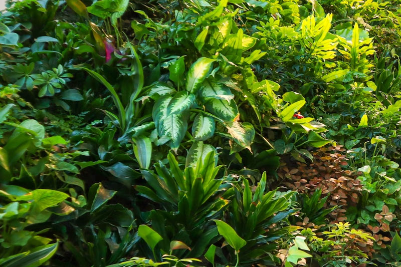 mur-vegetal