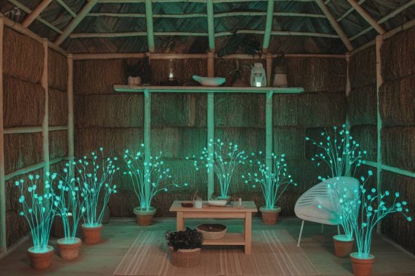 Réinventer l’éclairage naturel avec des plantes bioluminescentes pour une maison écologique