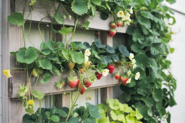 Créer un jardin vertical comestible pour allier design et alimentation saine